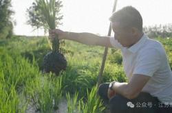 爱游戏体育官网-“上场了，该拼了！”全网点赞的“苏超”村支书：左手秧苗，右脚足球